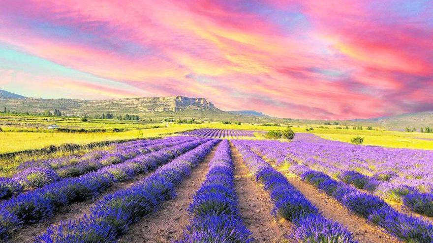 Campos de lavanda en flor con la sierra de fondo